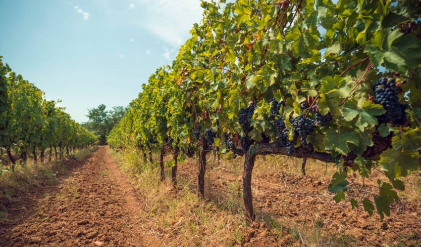 agricoltura-collinare-mara-livellatrici