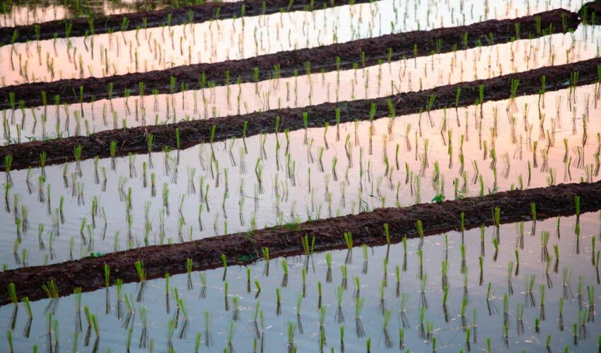 Benefici del livellamento del terreno per la coltivazione del riso - Mara