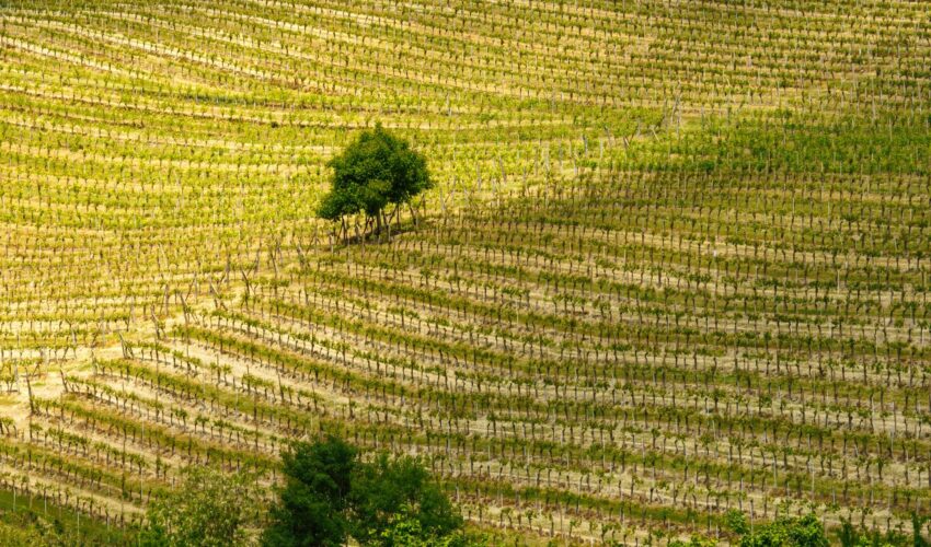 Benefici per livellamento per terrazzamenti - Mara